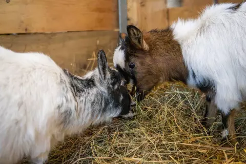 14_hagerhof-chiemsee_bauernhof_erleben