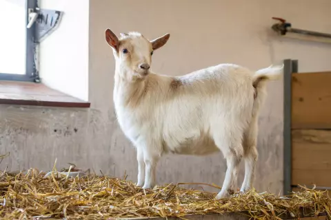 13_hagerhof-chiemsee_bauernhof_erleben