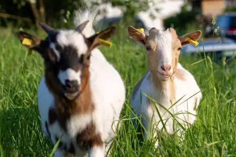 05_hagerhof-chiemsee_tiere_ziegen