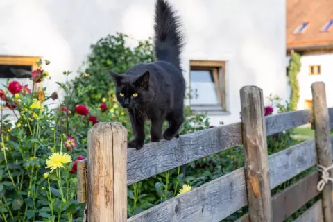 09_hagerhof-chiemsee_kinder-tiere
