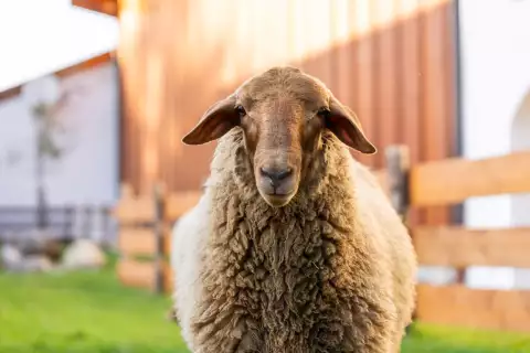 14_hagerhof-chiemsee_tiere_schaf