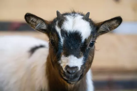 11_hagerhof-chiemsee_kinder-tiere