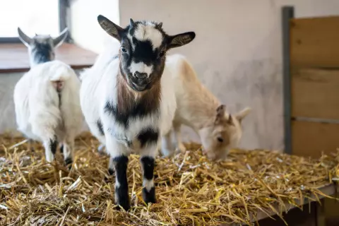 08_hagerhof-chiemsee_bauernhof_erleben