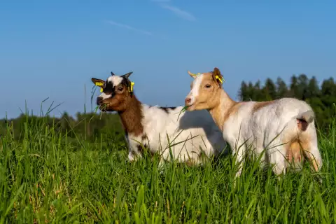 06_hagerhof-chiemsee_ziegen