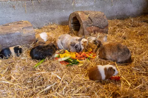 09_hagerhof-chiemsee_bauernhof-erleben