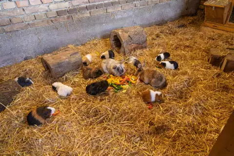 13_hagerhof-chiemsee_tiere_meerscheinchen