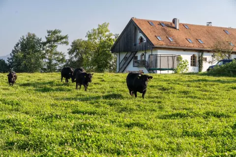 12_hagerhof-chiemsee-bauernhof_erleben